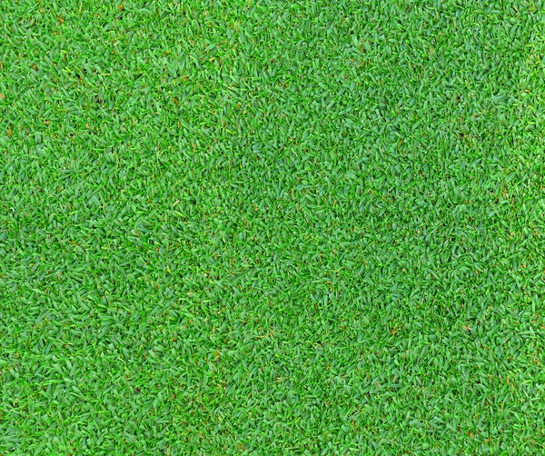 Green grass texture for background — Stock Photo, Image