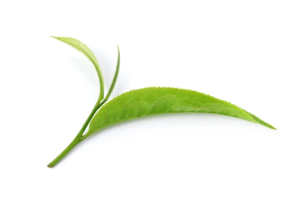 Hoja de té verde aislada sobre fondo blanco —  Fotos de Stock