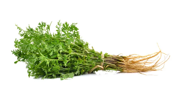 Cilantro de Tailandia sobre fondo blanco — Foto de Stock