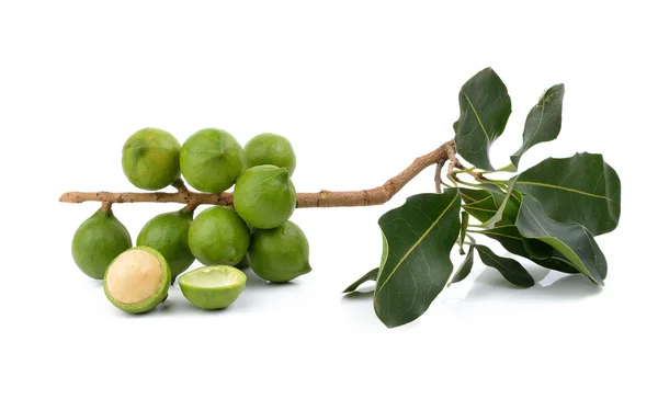 Φρέσκο καρύδι macadamia σε λευκό φόντο — Φωτογραφία Αρχείου