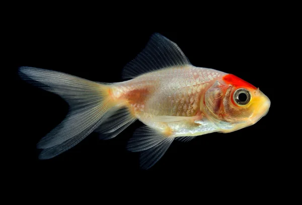 Goldfish on black background — Stock Photo, Image