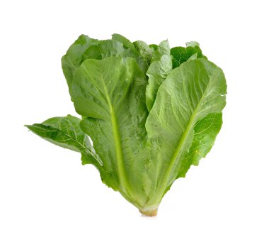 Çünkü marul beyaz zemin üzerine