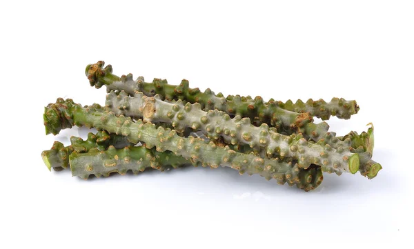 Tinospora cordifolia hierba sobre fondo blanco — Foto de Stock