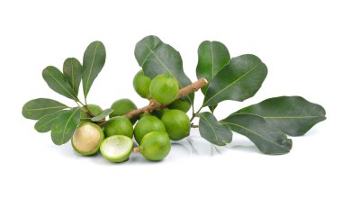 Beyaz arka planda taze Macadamia fındığı