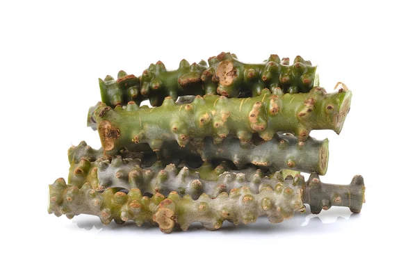 Tinospora cordifolia ört på vit bakgrund — Stockfoto