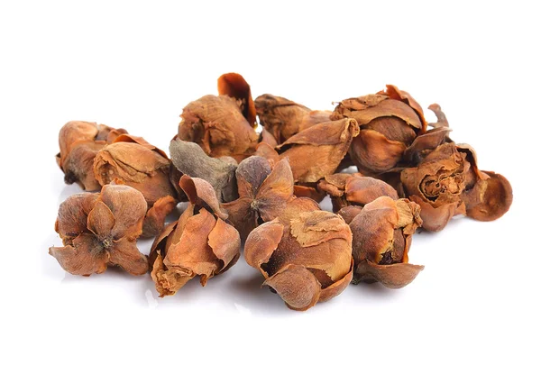 Indian rose chestnut herb on white background — Stock Photo, Image