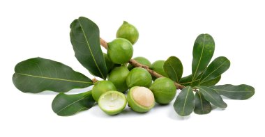 taze macadamia fındık beyaz bir arka plan üzerinde
