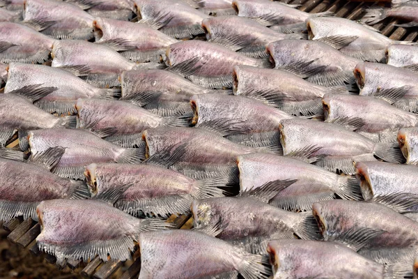 Sun dried salid fish before cooking sell in the market in thaila — Stock Photo, Image