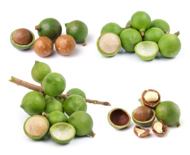 Beyaz arka planda taze Macadamia fındığı