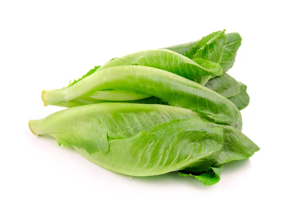 Cos Lettuce on White Background — Stock Photo, Image