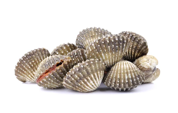 Comida fresca de moluscos em fundo branco — Fotografia de Stock
