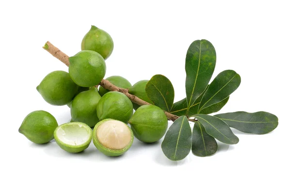 Nuez de macadamia fresca sobre fondo blanco —  Fotos de Stock