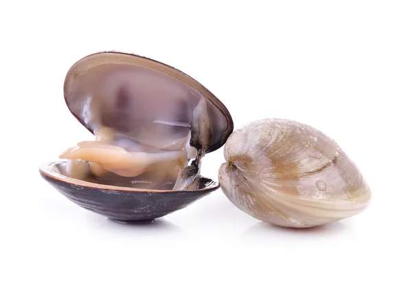 Enamel venus shell on a white background — Stock Photo, Image