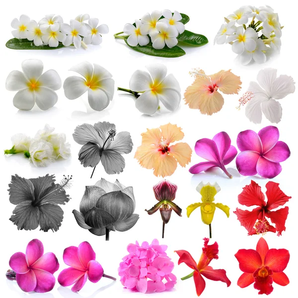 Orchid  Frangipani ,Asian pigeonwings, Flowers Isolated on White — Stock Photo, Image