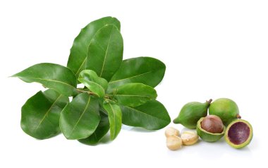 Beyaz arka planda Macadamia fındıkları