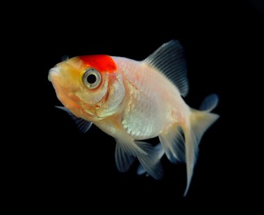 Japon balığı siyah arkaplanda izole edilmiş.