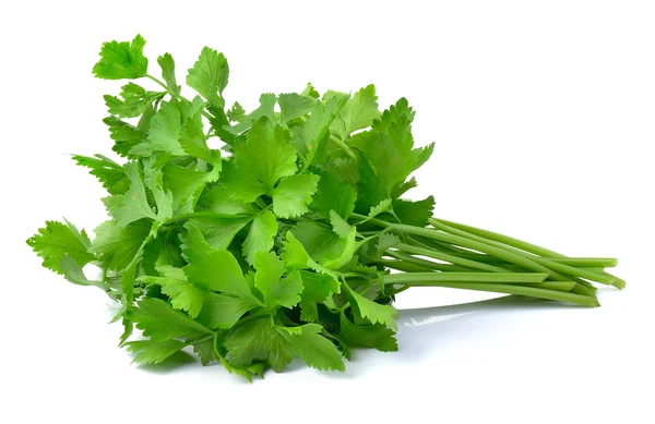 Fresh green celery isolated on white background — Stock Photo, Image