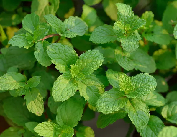 Picture of fresh green mint leafs — Stock Photo, Image