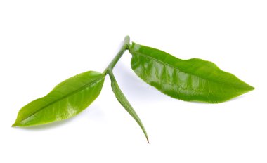 Beyaz arkaplanda yeşil çay yaprağı izole