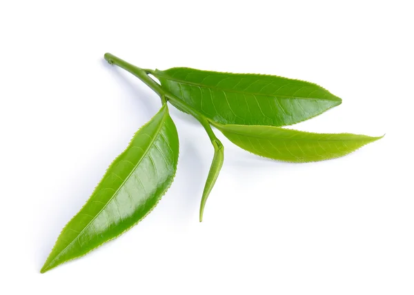 Feuille de thé vert isolé sur fond blanc — Photo