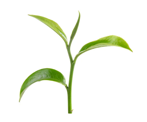 Hoja de té verde aislada sobre fondo blanco — Foto de Stock