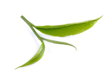 Beyaz arkaplanda yeşil çay yaprağı izole