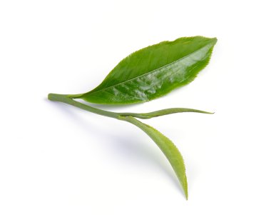 Beyaz arkaplanda yeşil çay yaprağı izole