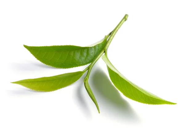 Daun teh hijau diisolasi pada latar belakang putih — Stok Foto
