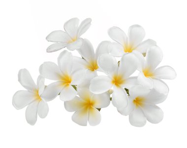 Frangipani çiçeği izole edilmiş beyaz arkaplan