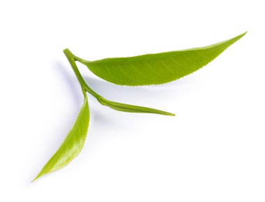 Beyaz arkaplanda yeşil çay yaprağı izole