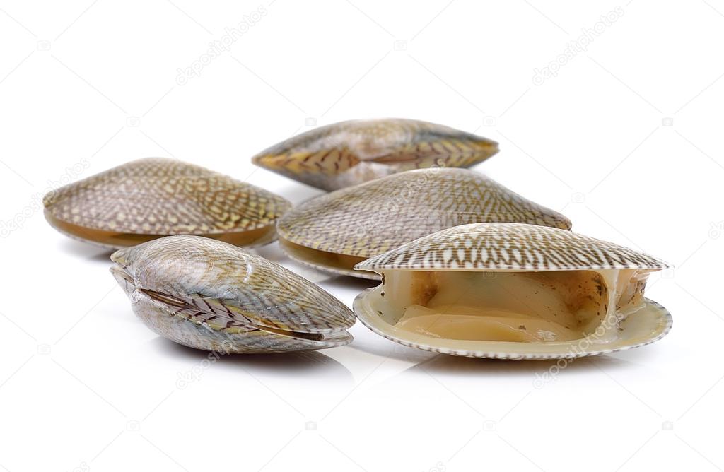Fresh raw Surf clam on a white background
