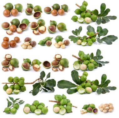 Beyaz arka planda taze Macadamia fındığı