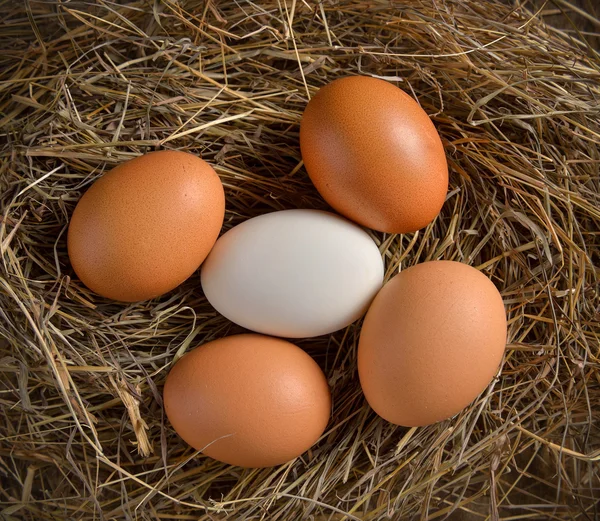 Närbild av ägg i fågelbo — Stockfoto