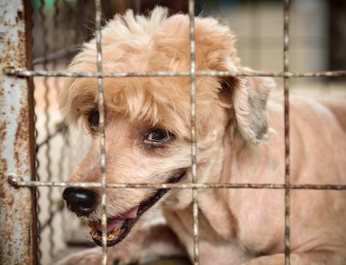 Yalnız köpek kafes içinde