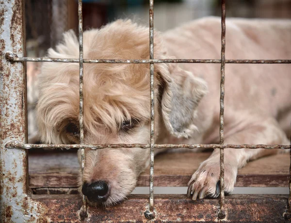 Samotny stary pies w klatce — Zdjęcie stockowe