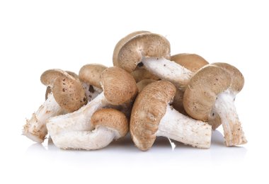 shiitake mantar beyaz zemin üzerine
