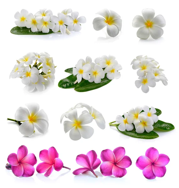 Frangipani květiny izolované bílé pozadí — Stock fotografie