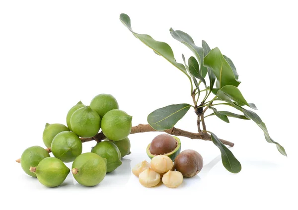 Φρέσκο καρύδι macadamia σε λευκό φόντο — Φωτογραφία Αρχείου