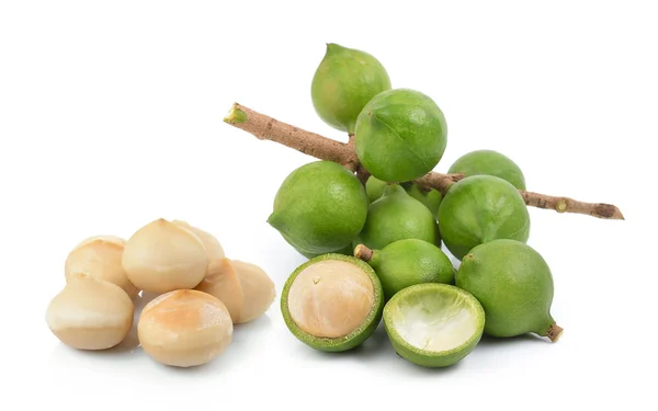 Noce macadamia fresca su sfondo bianco — Foto Stock