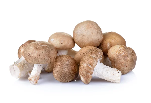 Champignon Shiitake sur le fond blanc — Photo