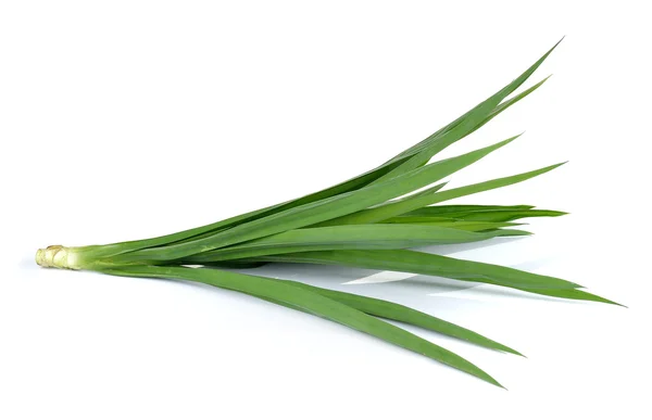 Fresh Pandan leaves isolated on white background — Stock Photo, Image