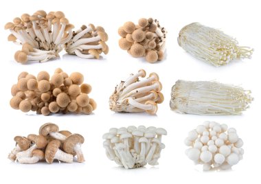 kahverengi kayın mantar, beyaz kayın mantar, shiitake mantar