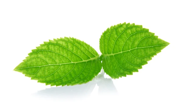 Hojas verdes sobre un fondo blanco — Foto de Stock