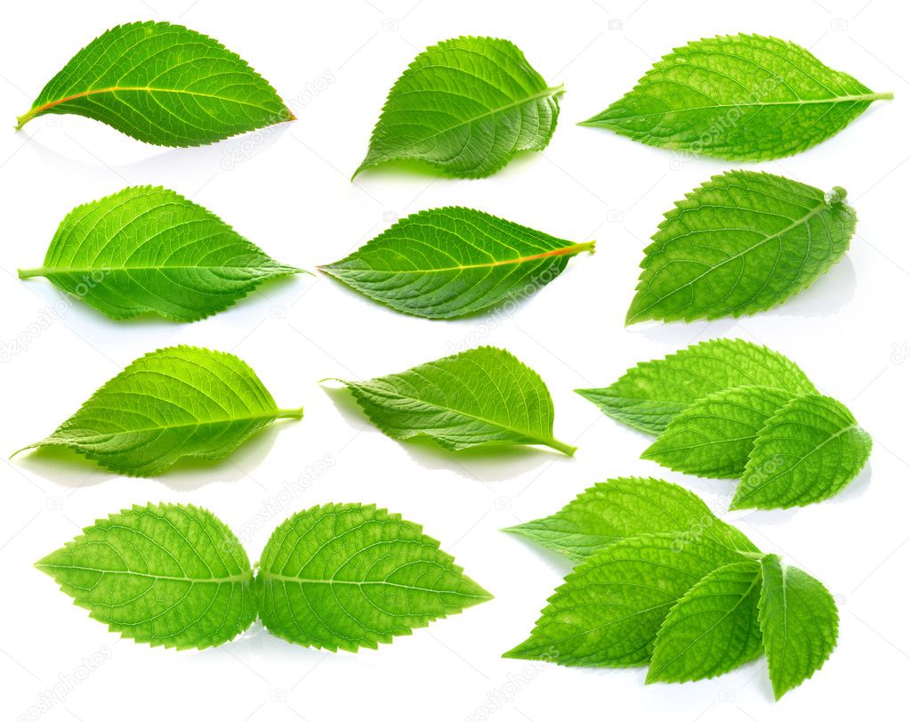 green leaves on a white background