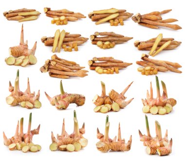 havlıcan ve Fingerroot, Kaempfer, Boesenbergia beyaz backgro üzerinde