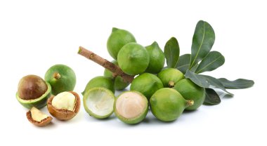 Beyaz arka planda taze Macadamia fındığı