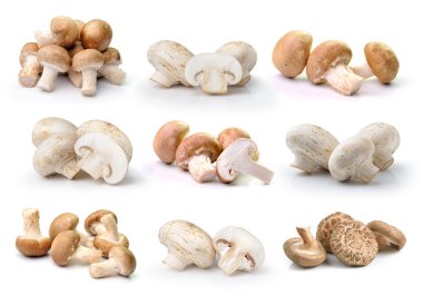  champignon mantar ve beyaz ba izole Shiitake mantar