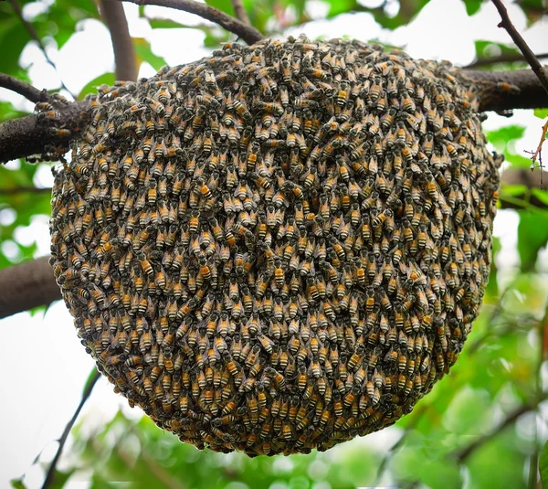 ツリーに大きな群れの蜂 — ストック写真