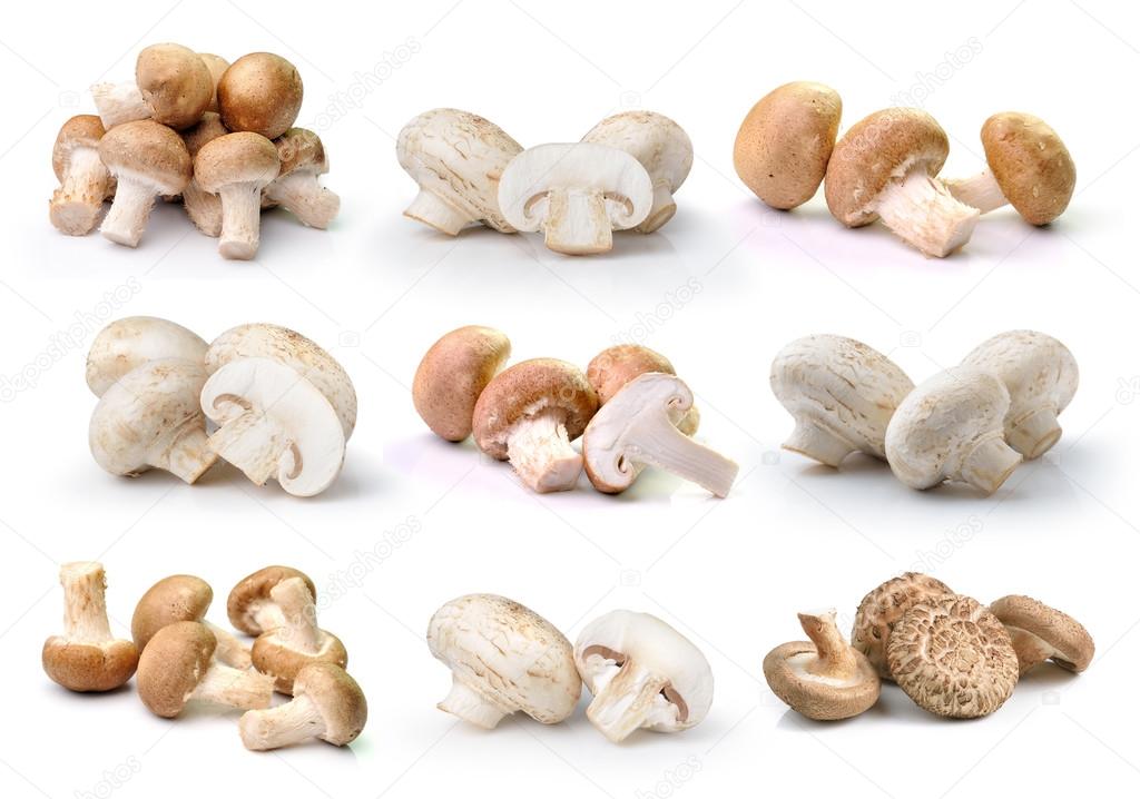  champignon mushroom  and Shiitake mushroom isolated on white ba
