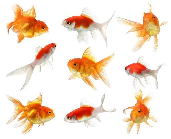 Χρυσά ψάρια που απομονώνονται σε λευκό φόντο — Φωτογραφία Αρχείου